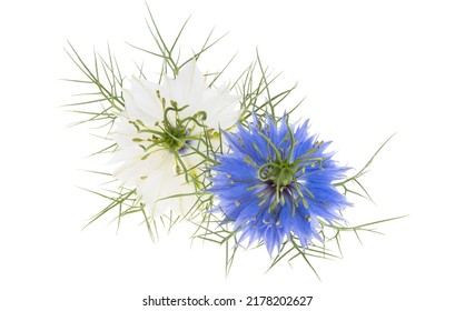 Nigella Flower Isolated On White Background