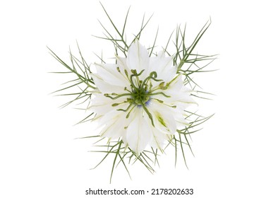 Nigella Flower Isolated On White Background