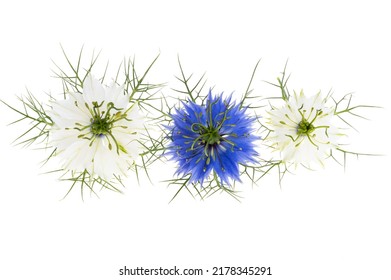 Nigella Flower Isolated On White Background