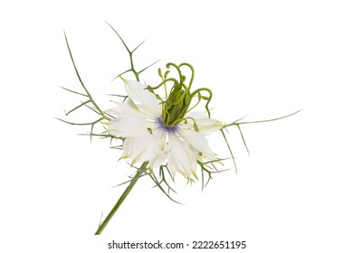 Nigella Flower Isolated On White Background