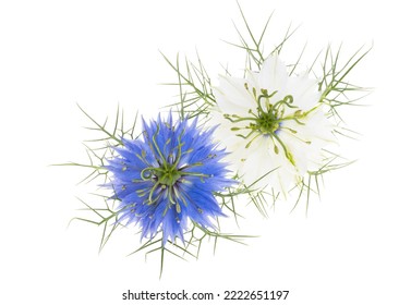 Nigella Flower Isolated On White Background