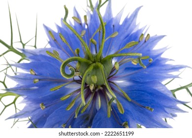 Nigella Flower Isolated On White Background