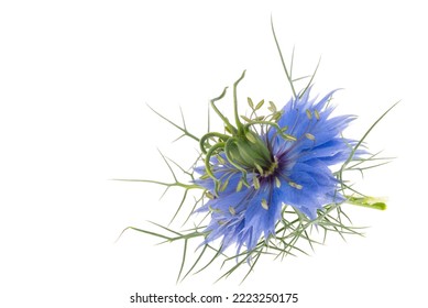 Nigella Flower Isolated On White Background