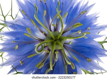 Nigella Flower Isolated On White Background