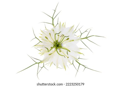 Nigella Flower Isolated On White Background