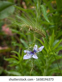 Nigella Hispanica And Field Ear
