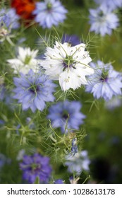 Nigella Sativa Or Black Caraway Flower In The Sunny Garden