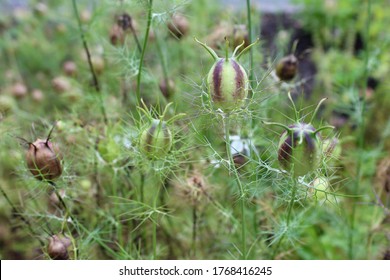 Nigella Sativa, Black Cumin, Seed Pods, A Large And Inflated Capsule With Seeds, Macro.