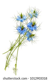 Nigella Sativa Flower On White Background