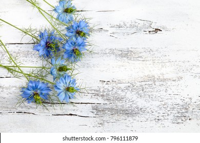 Nigella Sativa Flower On White Wooden Background