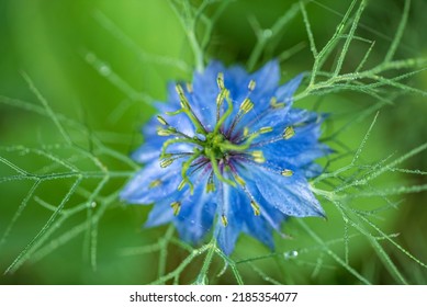 Nigella sativa plant in garden - Shutterstock ID 2185354077