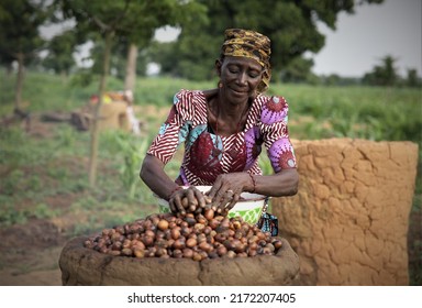 Niger, Nigeria - July 23rd 2021: A local woman harvesting Shea nuts from her farm and preparing it for sale as Shea Butter
