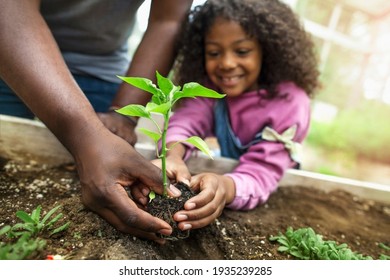 Nigeria. africa - 13.06.2020 af African-American father and daughter holding small seedling at community garden greenery