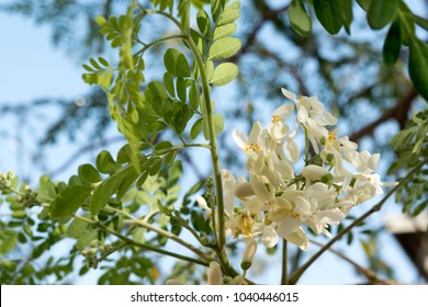 Nigerian Zogele plant (Moringa oleifera) Moringa leaves, Moringa flower on tree and blue sky