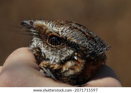 Night bird with fixed gaze and gray printed plumage, held by the hand at the moment of release.