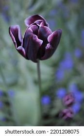 Night Black Tulip.D ark purple-maroon tulip.