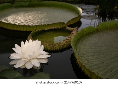 Night blooming aquatic plants. Closeup view of Victoria cruziana, also known as Giant Water Lily, large green floating leaves and flower of white petals, blooming at night in the pond. - Shutterstock ID 2147969109