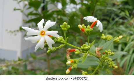 Night Blooming Jasmine 