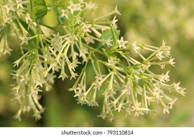 Night blooming jasmine, Night Hessamine, Queen of the night.