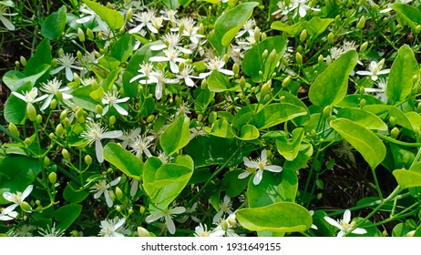 Night Blooming Jasmine Or Raat Raani