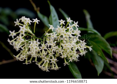 Night -blooming jasmine relaxing scent aka Cestrum Nocturnum