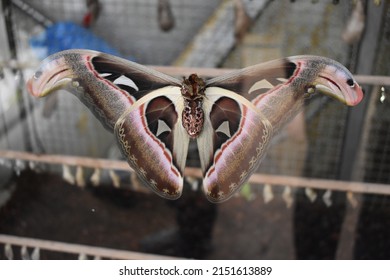 Night Brown Butterfly Being Born