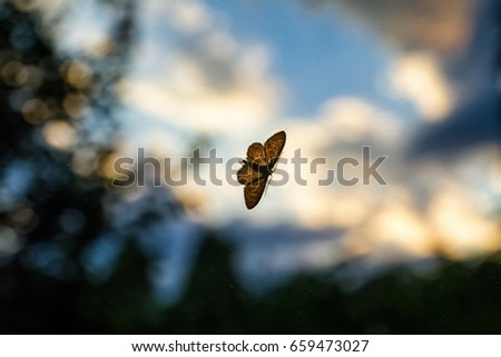 The night butterfly rests on a dusty window glass at sunset.