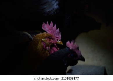 At Night In The Chicken Coop