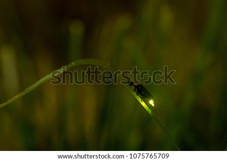 Night firefly light