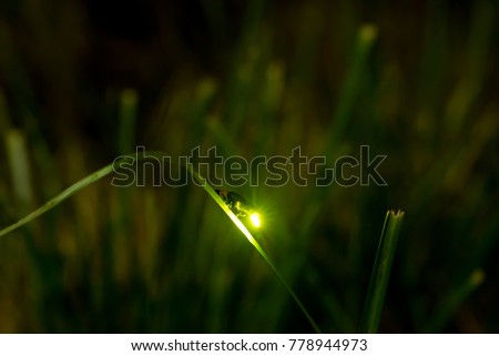 Night firefly light