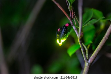 Night Firefly Light Macro Exposure 