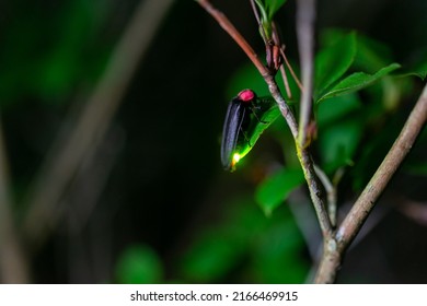 Night Firefly Light Macro Exposure 