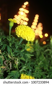 Night flower bokeh