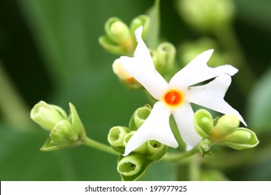 Night Flower Jasmine