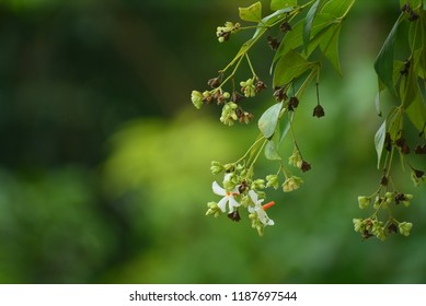 The Night Flowering Jasmine,