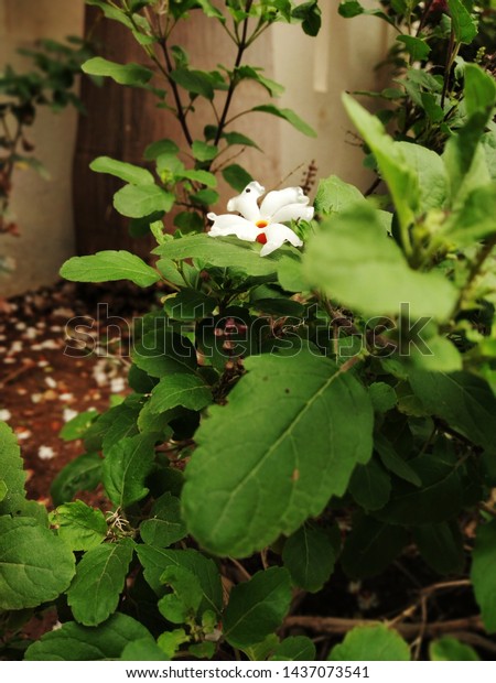 Night Flowering Jasminname Parijatak Marathi Language Arkivfoto Rediger Na 1437073541