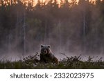 Night fog in taiga, ear hidden in yellow forest. Autumn trees with bear. Beautiful brown bear walking around lake, fall colours. Big danger animal in habitat. Wildlife scene from nature, Romania.