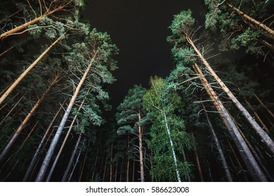 night forest