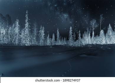 Night Forest Christmas Landscape, New Year's Evening In A Snowy Forest