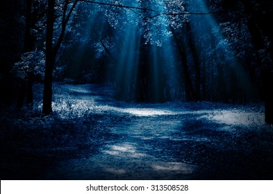 Night Forest With Moonlight Beams