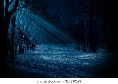 Night Forest With Moonlight Beams