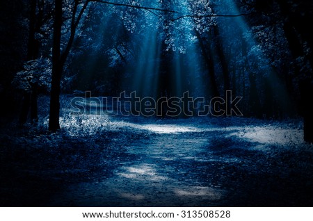 Night forest with moonlight beams