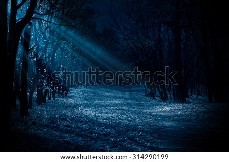 Night forest with moonlight beams