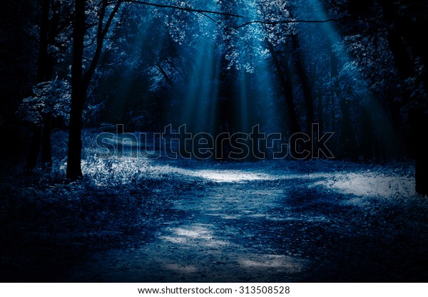 Night forest with moonlight\
beams