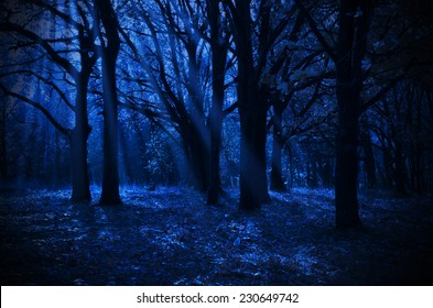 Night Forest With Moonlight Rays