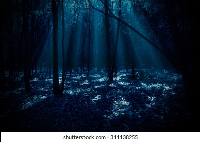 Night Forest With Moonlight Rays