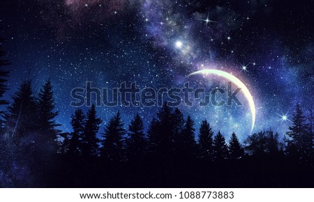 Night forest scene