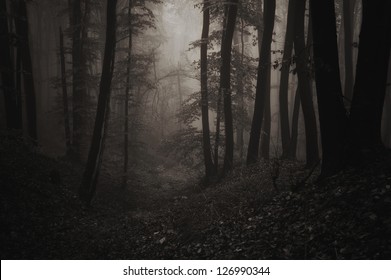 night in forest sepia