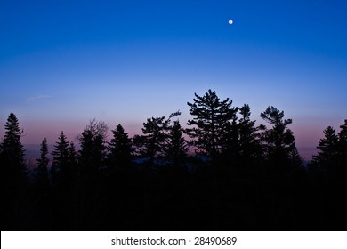 Night Forest Sky Line