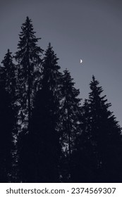 Night forest sky and night tree, night pine, moon